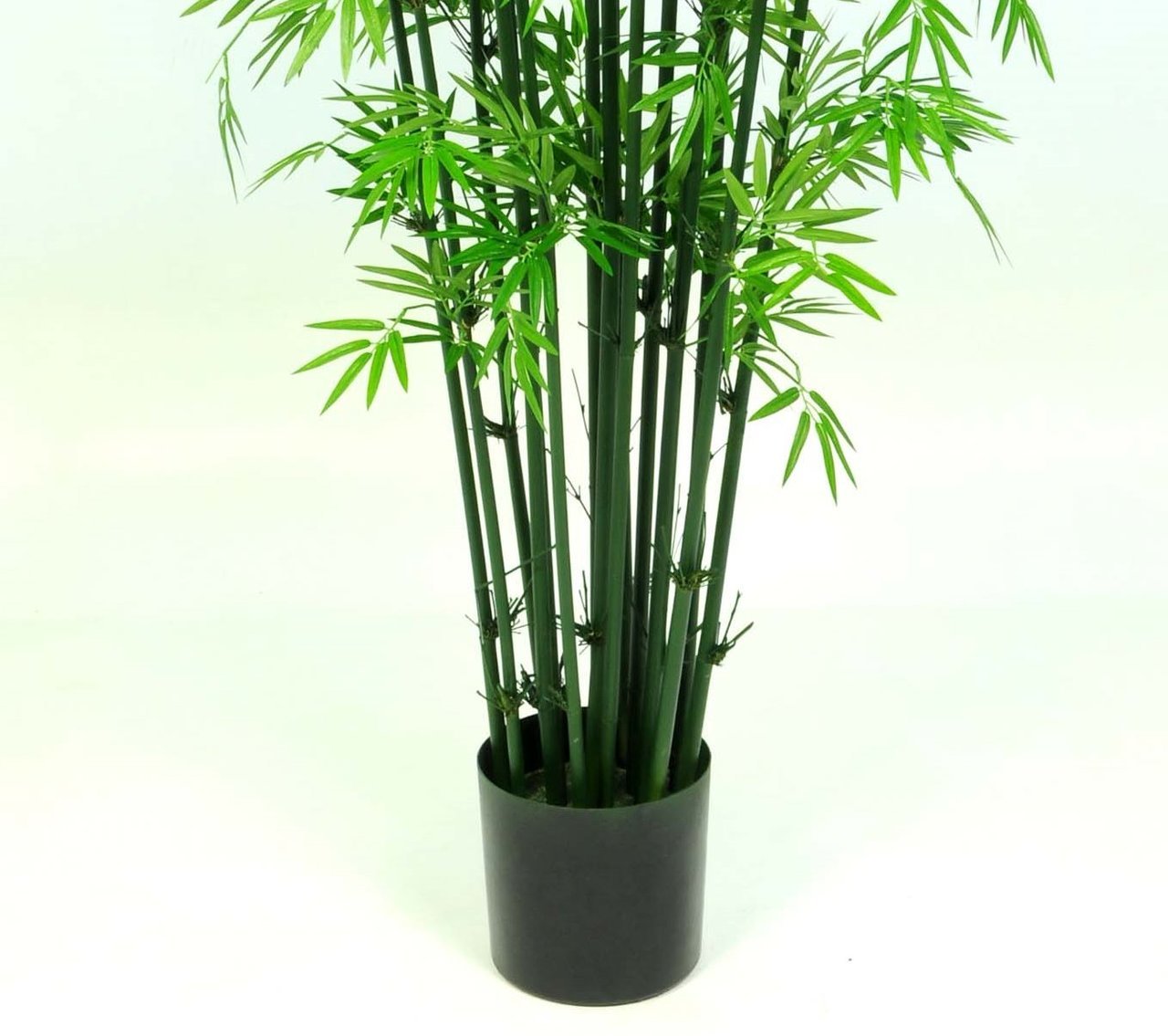 bamboo palm foot trees earthflora canes green tree 1812 ef trunks natural